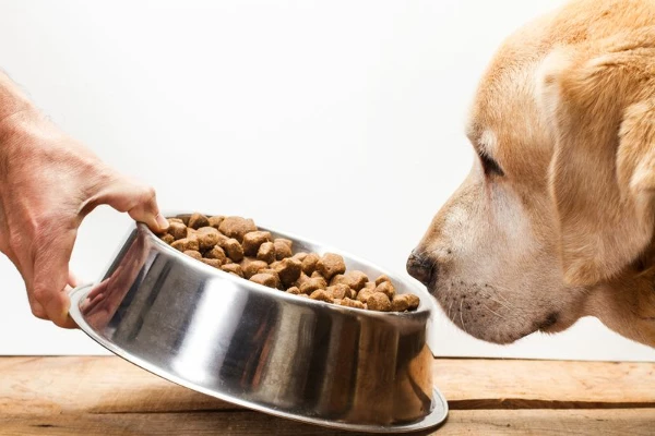 EU Dog and Cat Food Market Is Set to Reach 9.6M Tons by 2025